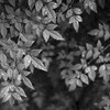 Monochrome SNAPS vol.3