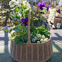 華やかな花籠に春の息吹～ストック ＆ビオラ～