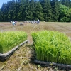 【百姓やってみ隊】大毎で田植え体験と山菜天国