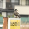 あの人はいま～早咲き三種、浦和競馬場の桜たち～