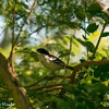 鳥たちの楽園(Parque Guasú Metropolitano)　Part36 