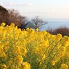 【神奈川県】湘南の海を見下ろす絶景の菜の花畑　二宮町　吾妻山公園（2024年）