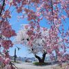 八戸の桜～春を満喫する１日