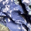 重陽の節句