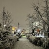 きなこ、雪を体験する