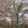 吉野の桜予告編