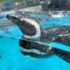  アウディQ8で行く金沢旅日記、能登島水族館②。