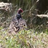 ヒメコンドル(Turkey Vulture)