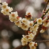 春一番　三千世界に　梅の花