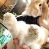 🐰明けましておめでとうございます🎍