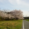 津市　かくれた桜の名所　2 (一志町雲出川堤防)