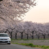 都幾川桜堤