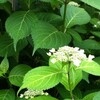 傘はさして帰ってきた