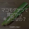 2551食目「マコモダケって茸だからキノコなの？」マコモダケってなに？