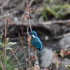 ３月和泉川中央水辺愛護会のエリアで見られる鳥たち