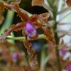 その姿に魅せられて　植物ドアップ