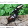 動物三題　カブトムシvsアトラスオオカブト　／アライグマvsカワウソ… ／アメンボ「ダーウィンが来た！」