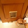 ついにドアに猫専用ドアが設置される。