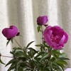 芍薬が好きな理由がわかった話。