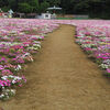 ２０２３／０５／１１　東京ドイツ村