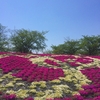 【赤羽】荒川土手の芝桜