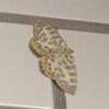 お客様