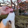 公園の桜🌸咲き始め