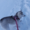 雪道と　また泣きそうになった話し