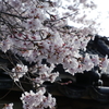 長久寺の桜