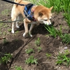 近所で花見、だよ