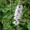 ミントの花 2016 ７月