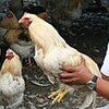 去勢で霜降り鶏に変身　処分一転、高級食材に　鹿児島
