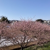 穴場の河津桜スポット～かんなみの桜～