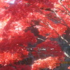 皇居乾通りの紅葉見物