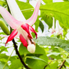 一輪の花とともに始める朝｜社労士の視点で伝える日々のこと