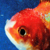  Vince Staples / Big Fish Theory