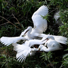 近くの県に鳥を見に行った日記（２０２１　０６１３）その２。