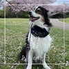 2022年6月19日🐾 今日のマヤ暦