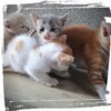 子猫のリポーター マラソン大会取材中‼️