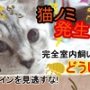 【にゃんこ】緊急事態宣言！完全室内飼いで猫ノミ大発生！？