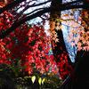 ２０２３・１１・１６　北信濃は中野の谷厳寺の紅葉