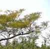 今季初オオタカ