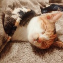 猫のことまとめてみた