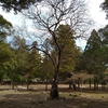 奈良公園の樹木たち