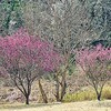 春めいてきた平和公園 里山