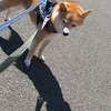 一人休みの日、だよ