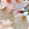 斐伊川堤防桜並木の桜は満開！（3）島根県雲南市木次町