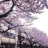 桜咲くさくらの園