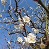 長居公園ランニングと寛平マラソンと梅林と