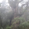 緑と雨の彷徨～屋久島放浪記③